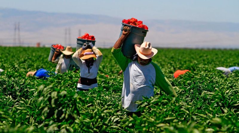 Productores de chiltoma recolectando el fruto en los campos