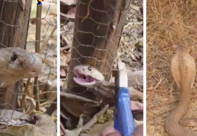 Serpiente atrapada en una malla