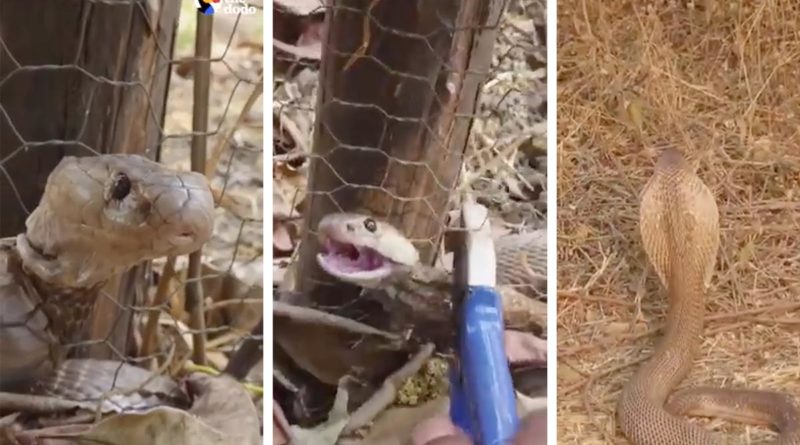 Serpiente atrapada en una malla