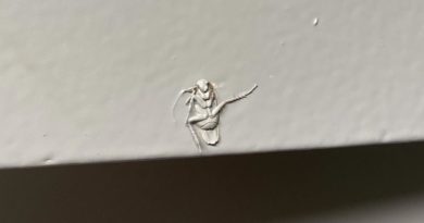 Cucaracha momificada en una pared se vuelve viral