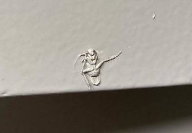 Cucaracha momificada en una pared se vuelve viral