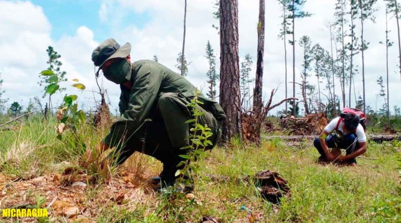 Miembro del Ejército de Nicaragua durante la jornada de reforestación realizada en la Reserva Natural Alamikamba.