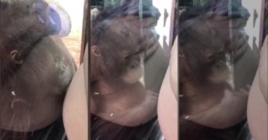 Tierno bebé orangután besa la panza de una mujer embarazada