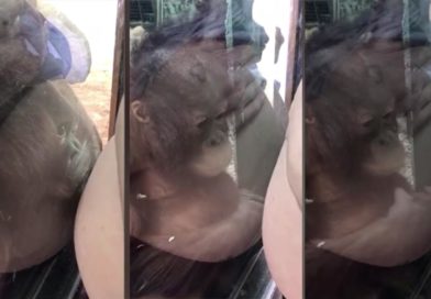 Tierno bebé orangután besa la panza de una mujer embarazada