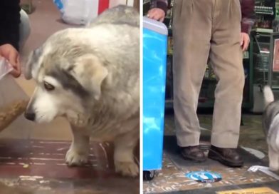 Tierna perrita se roba los corazones comprando su propia comida