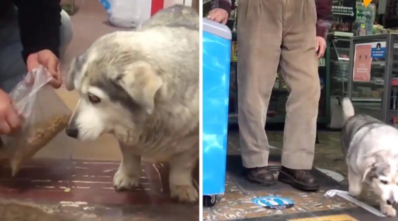 Tierna perrita se roba los corazones comprando su propia comida