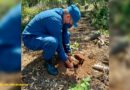 Ejército de Nicaragua participa en jornada de reforestación ambiental