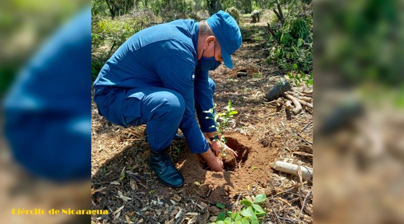 Ejército de Nicaragua participa en jornada de reforestación ambiental