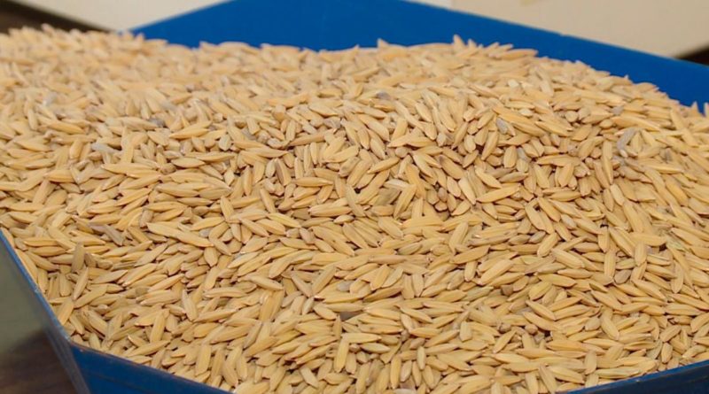 Arroz cosechado por productores nicaragüenses