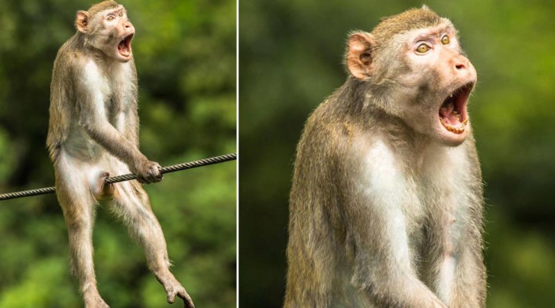 Conocé la mejor foto del concurso las imágenes más cómicas de la vida silvestre 2021