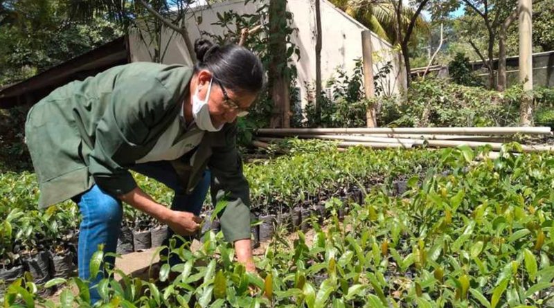 Mujer nicaragüense cultivando la tierra.