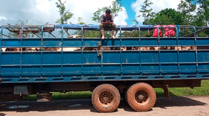 Semovientes en un camión ocupado en Nueva Guinea