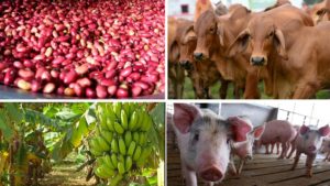 Avanza a buen ritmo producción agrícola y pecuaria del país