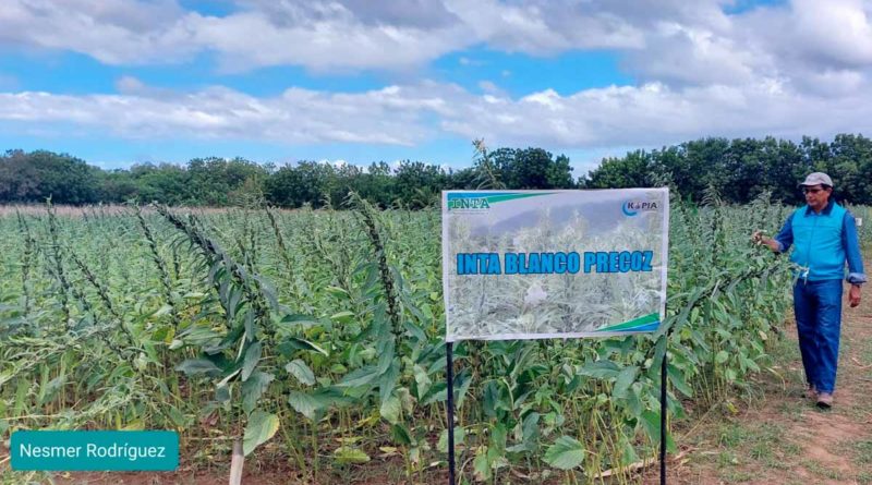 Nueva variedad de ajonjolí presentado por el INTA a los productores del país