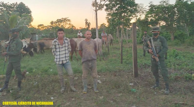 Efectivos militares del Ejército de Nicaragua durante la ocupación de semovientes robados en la comunidad de El Pía, Siuna.