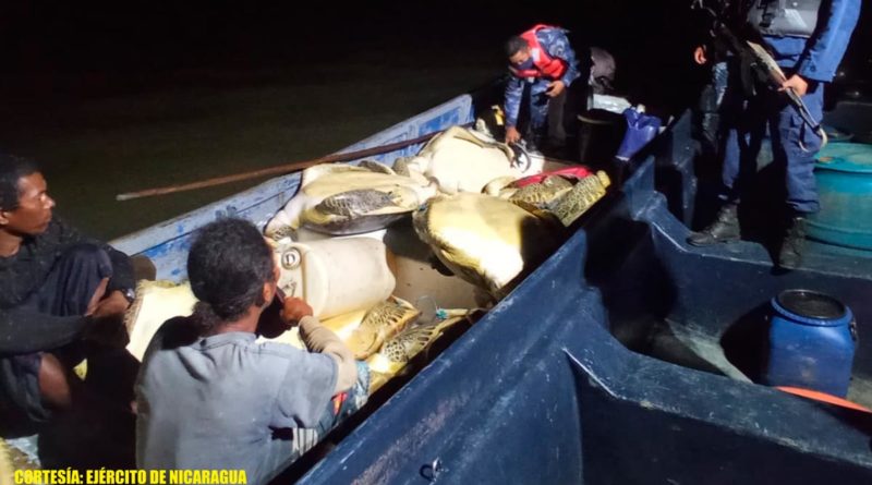 Tortugas verdes de la especie “Chelonia Mydas” ocupadas por la Fuerza Naval del Ejército de Nicaragua