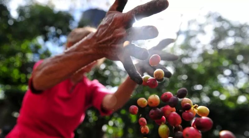 Producción de café