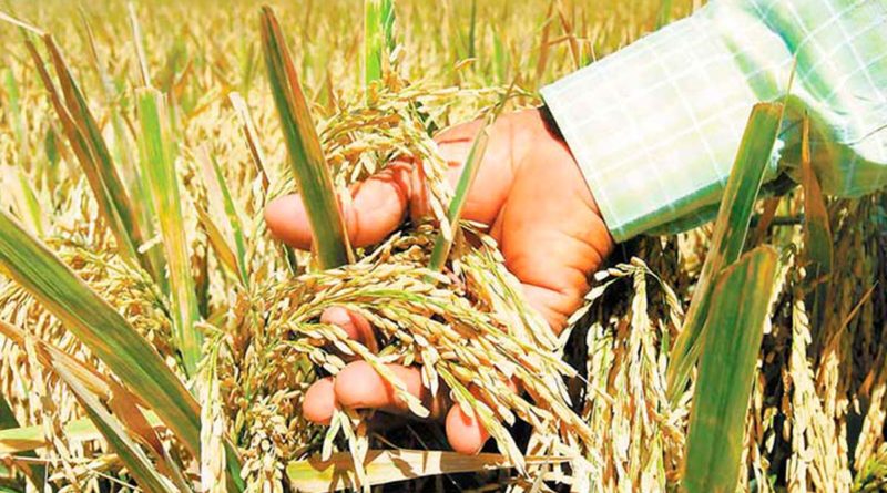 Sistema Nacional de Producción, Consumo y Comercio impulsa estrategia para el incremento de la producción de arroz, se han fortalecido las capacidades de 22 mil Familias Productoras