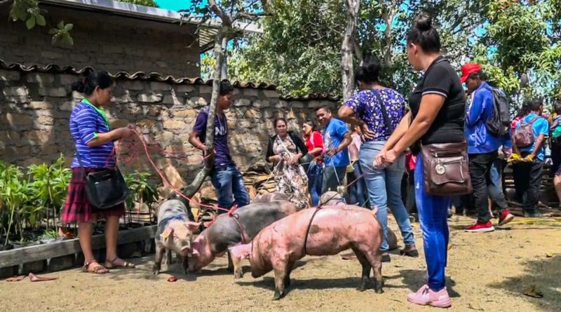 Gobierno Sandinista a través del Sistema de Producción, Consumo y Comercio entrega de 400 Bonos Tecnológicos de Cerdas a 12 municipios de Nueva Segovia