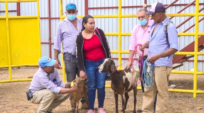 Proceso de entrega a pequeños productores de la comunidad de de Macuelizo por parte del Gobierno Sandinista a través del Sistema de Producción, Consumo y Comercio.