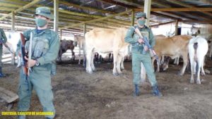 Efectivos militares del Ejército de Nicaragua en proceso de entrega de semovientes y equinos recuperados en la comunidad de Makantakita