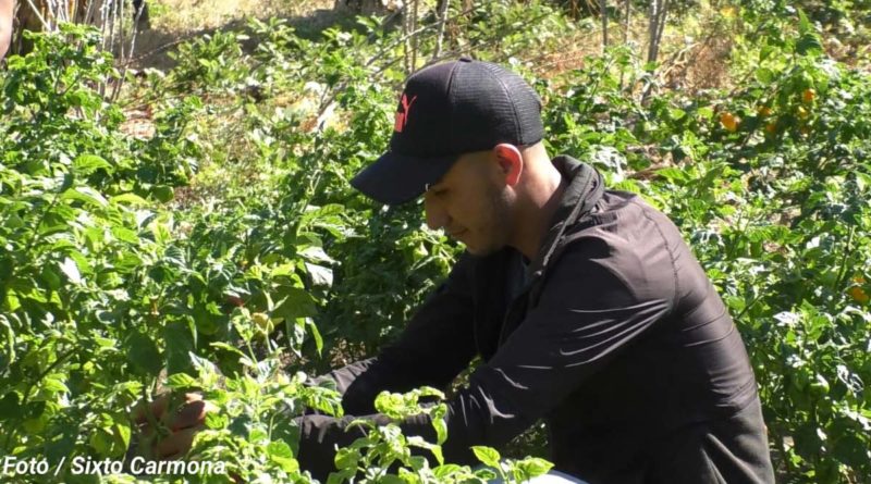 Hermanos Mora en los cultivos de chile en el departamento de Rivas