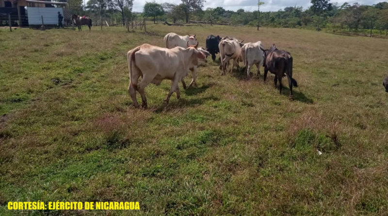 Semovientes ocupados en Nueva Guinea por el Ejército de Nicaragua