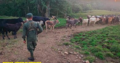Efectivos del Ejército de Nicaragua resguardando semovientes recuperados en el municipio de Paiwas, R.A.C.C.S.