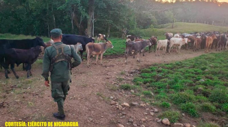 Efectivos del Ejército de Nicaragua resguardando semovientes recuperados en el municipio de Paiwas, R.A.C.C.S.