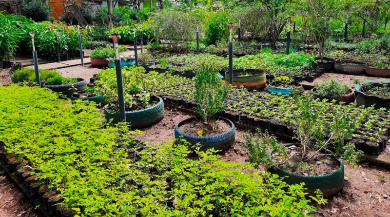 Reinauguran Vivero municipal en Juigalpa