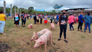 Familias de Chontales recibiendo cerdos para reproducción y aportar a la economía familia