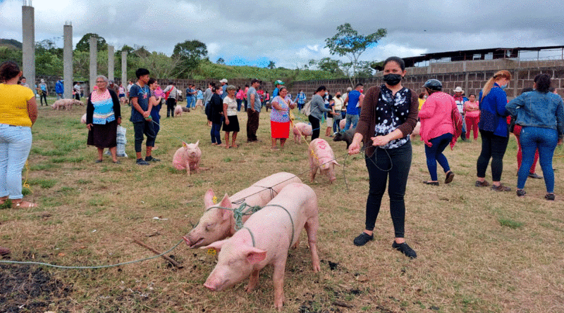 Familias de Chontales recibiendo cerdos para reproducción y aportar a la economía familia