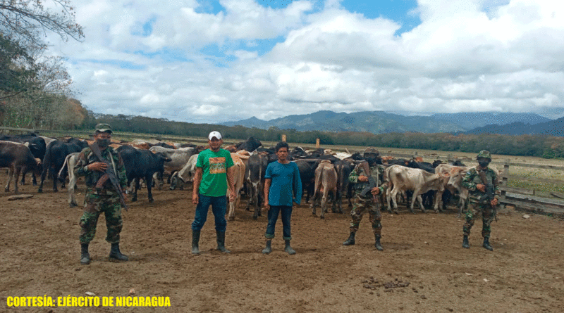 Efectivos del Ejército de Nicaragua custodiando a ciudadanos detenidos por trasladar de manera ilegales 97 semovientes en Jalapa, departamento de Nueva Segovia.