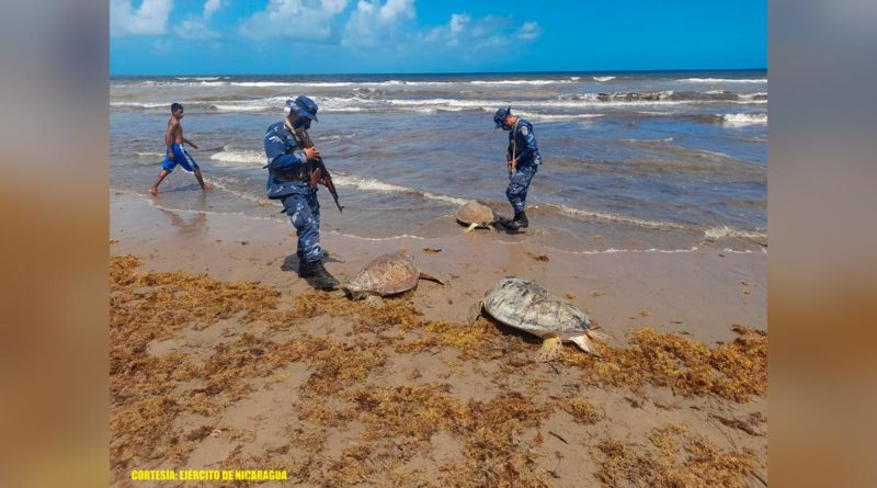 Ejército de Nicaragua ocupó 9 tortugas verdes en Laguna de Perlas