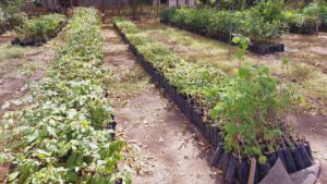 Plantas en el vivero nacional del INAFOR en Managua