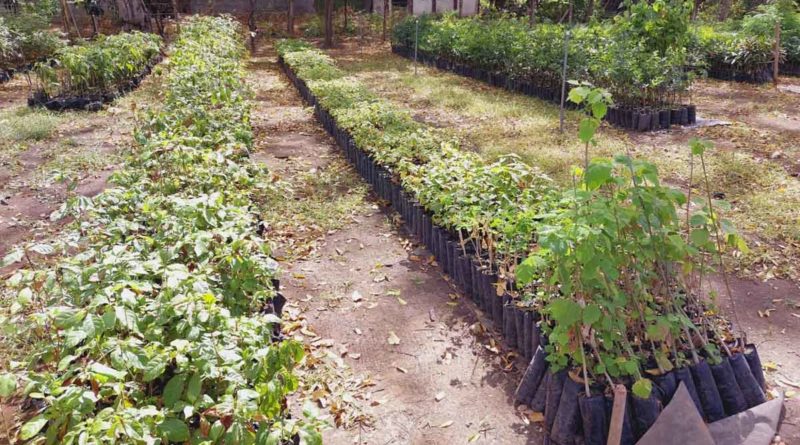 Plantas en el vivero nacional del INAFOR en Managua