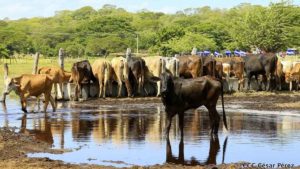 Ganado en una finca en Nicaragua