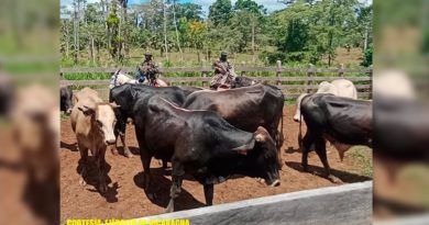 Ejército de Nicaragua recupera 18 semovientes en Nueva Guinea
