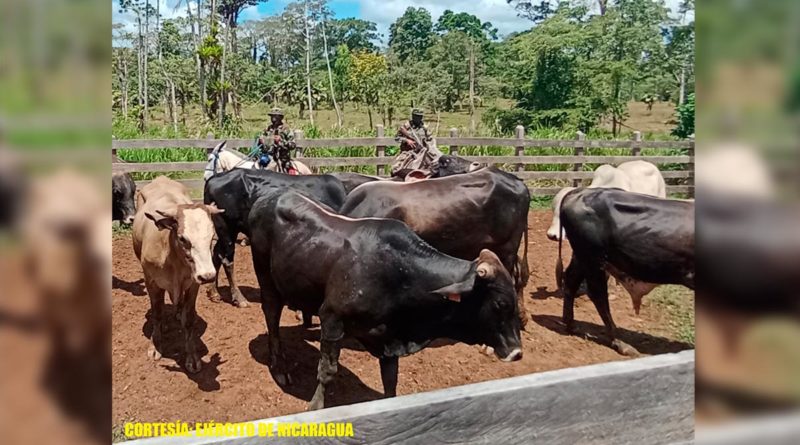 Ejército de Nicaragua recupera 18 semovientes en Nueva Guinea