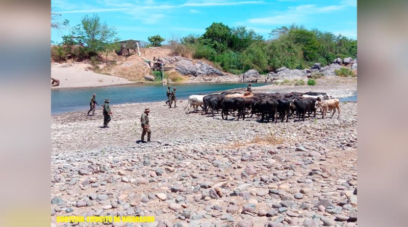 Efectivos militares junto a semovientes recuperados