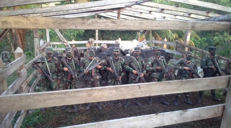 Efectivos militares del Ejército de Nicaragua junto a los semovientes recuperados