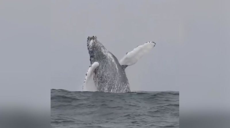 Avistamiento de delfines y ballenas en el pacífico de Nicaragua