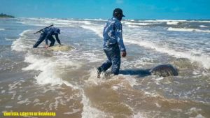 Efectivo militares de la Fuerza Naval de Nicaragua liberando a tortugas verdes en la playa.