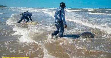 Efectivo militares de la Fuerza Naval de Nicaragua liberando a tortugas verdes en la playa.