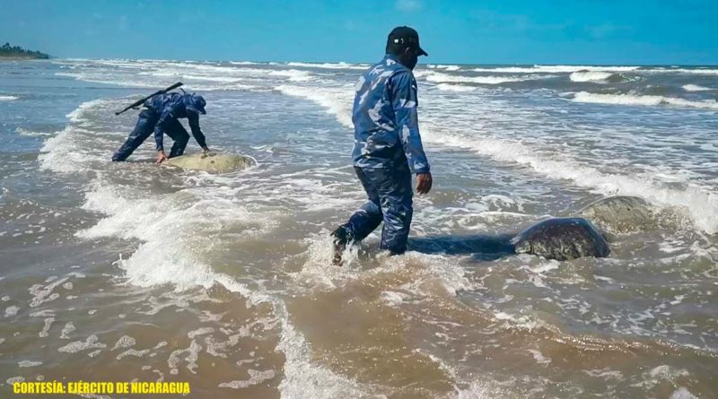 Efectivo militares de la Fuerza Naval de Nicaragua liberando a tortugas verdes en la playa.