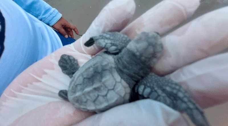 Tortugas marinas en zonas protegidas de Nicaragua