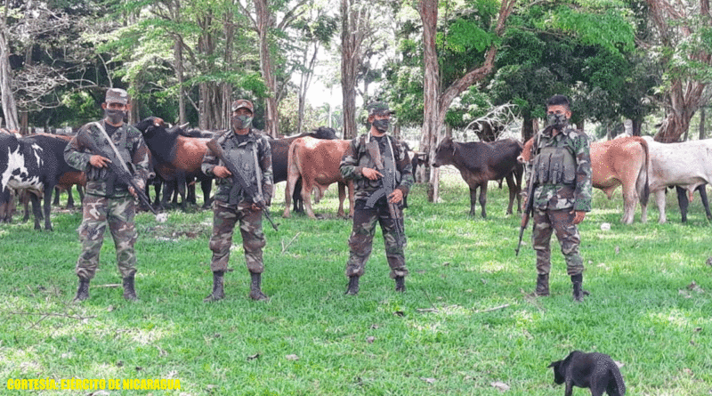 Efectivos del Ejército de Nicaragua resguardando ganado y equinos ocupados en el sector de Llano El Muerto, municipio de San Carlos, departamento de Río San Juan.