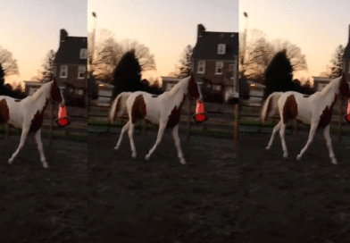 A este caballo juguetón le gusta divertirse con todo.