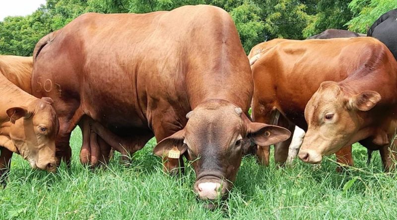 Organización Mundial de Sanidad Animal ratifica estatus Sanitarios de Nicaragua