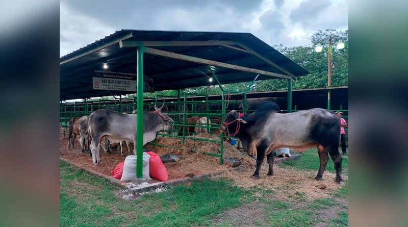 Desarrollan Décima Feria Nacional Agropecuaria Chontales 2022 en Juigalpa